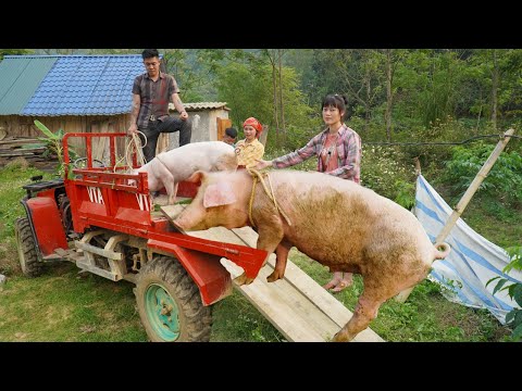 Harvesting pigs and chickens of a poor couple to sell / Transport to powerful 4 wheel drive