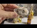 Siberian deer musk, authentic pods and musk grains, natural musk oil,  musk in sandalwood oil