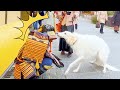 #85 SAMURAI Statue Prank in Kyoto Japan | Japanese shogun prank for traveler at Kiyomizu Temple