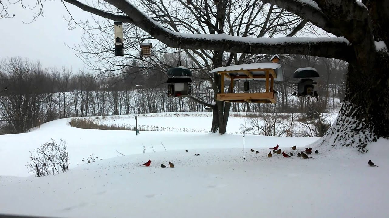 2/16/15 Wild Birds at the fly through bird feeder Crittenden, KY