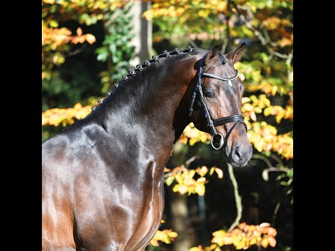 Conthargos - Stallion Collection Schockemoehle 2021 ENG