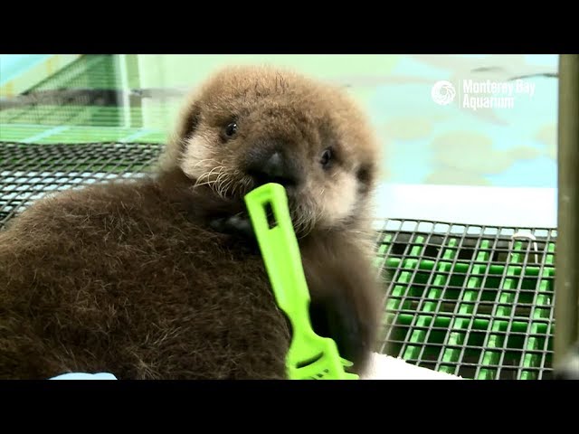 フワフワのモッフモフだよお ラッコの赤ちゃんのお世話動画がとけちゃいそうなかわいさ ねとらぼ フワフワのモッフモフだよお ラッコの赤ちゃんのお世話動画がとけちゃいそうなかわいさ ねとらぼ