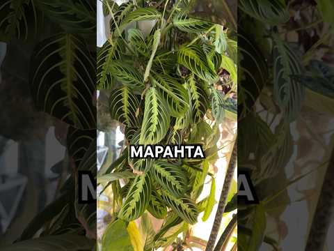 МАРАНТА РАСТЕТ КАК СУМАСШЕДШАЯ И ВЕЧНО ЦВЕТЕТ 🤭 #маранта #растения #plants #цветы #сад #plant