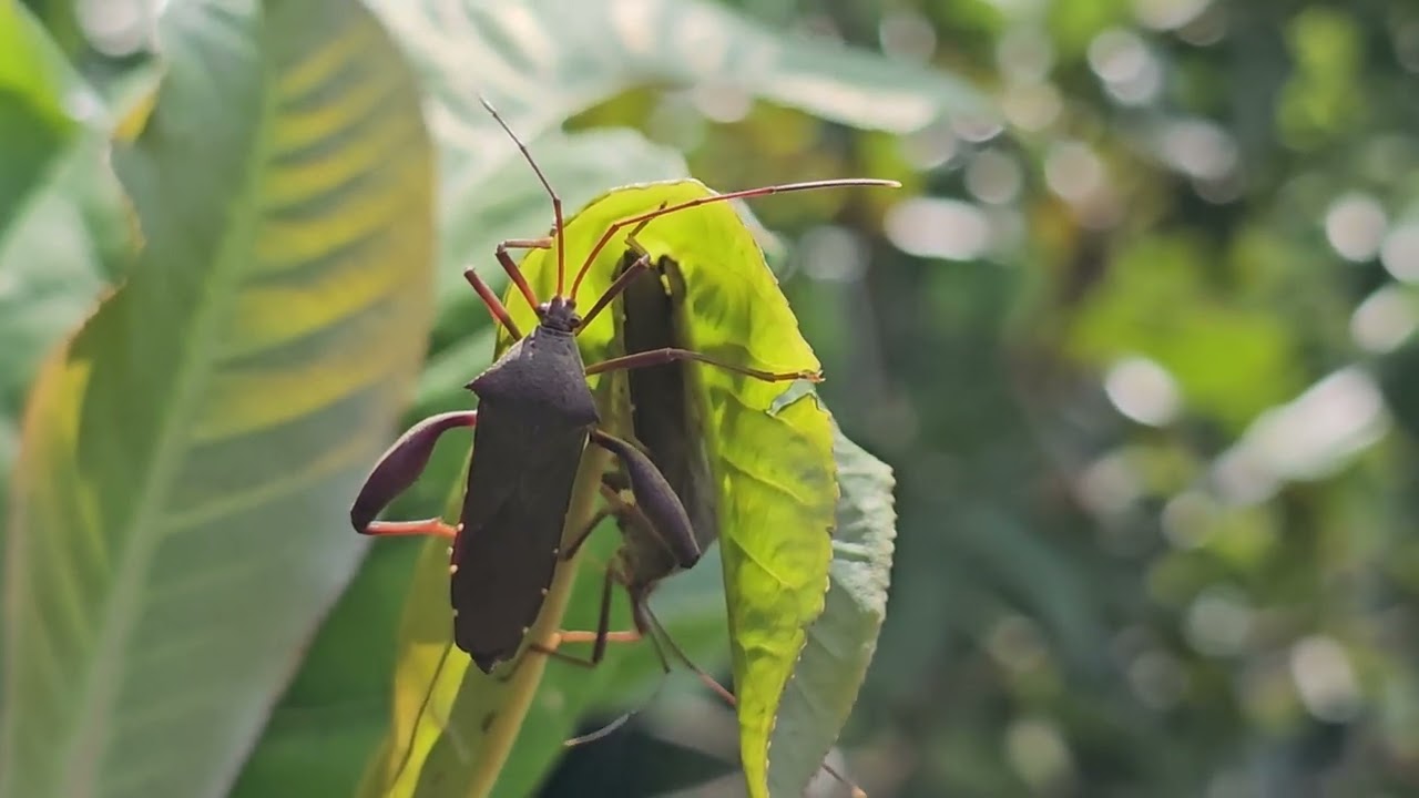 Mictis longicornis preparing their nest.2