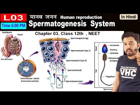 03 शुक्राणु जनन Spermatogenesis  || Chap 03 || Class 12th NEET