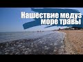 КУЧУГУРЫ  - нашествие медуз на Азовском море.