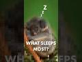 This is nature’s sleepiest animal 💤