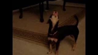 Ric-A-Che's Coo-coo-chee