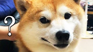 なでなでされるも足がつるつる滑って集中できない柴犬