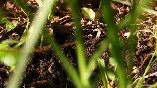 Western Pocket Gopher