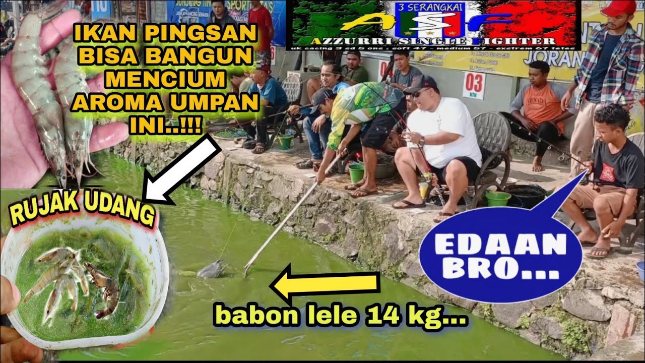 RUJAK UDANG ASF || AROMA NYA BIKIN IKAN PINGSAN JADI BANGUN...!!! SIAP SIAP OLAH RAGA TANGAN BRO...!