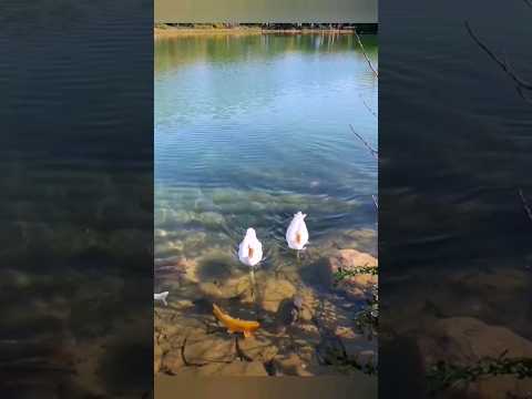 Деревенская идилия 🦢🦆🐠Утки, рыбки и всё такое... 👍👍