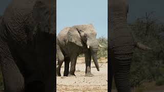 Elefant &amp; Springbock 🐘 Das echte Afrika in einem Moment  #wildlife #elephant #animals