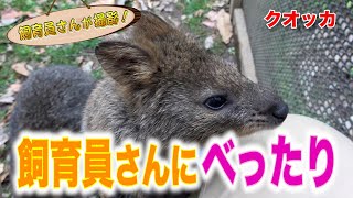 グイグイくるクオッカに飼育員さんタジタジ！？