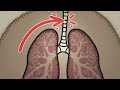 Respiratory System and Airborne Particles
