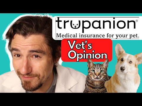 Video: Pet Insurance for Cats: Quanto devo pagare?