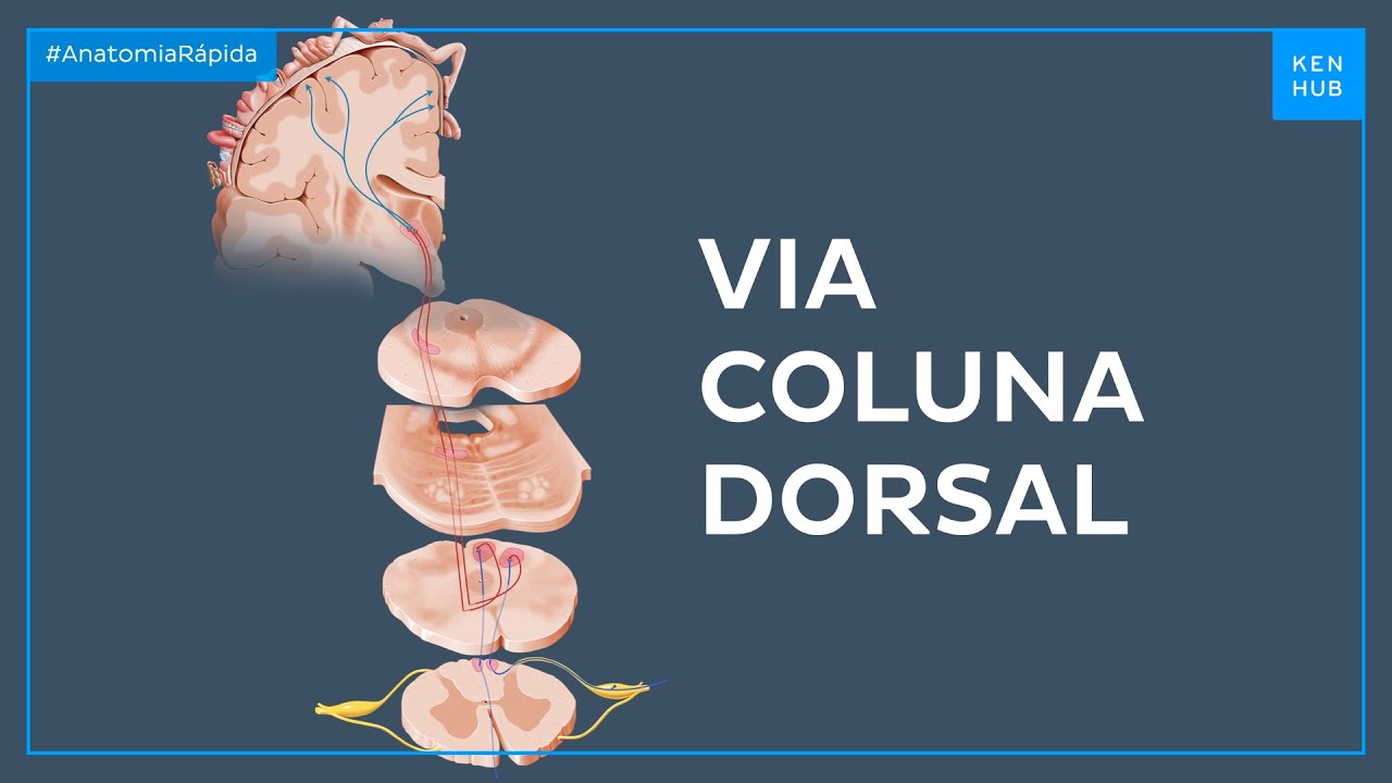 Função e combinação da via coluna dorsal (lemnisco medial) - Anatomia Fácil | Kenhub