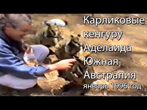 Видео: Кенгуру и экологически чистая выпивка: лучшее в Аделаиде, Австралия