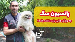 پانسیون سگ چه ویژگی هایی باید داشته باشه؟ | آچاره