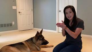 Teach Your Dog to Put Their Head Down by Peach on a Leash Dog Training & Behavior Services 3,033 views 4 years ago 4 minutes, 30 seconds