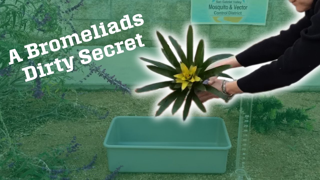 Bromeliad - YouTube
