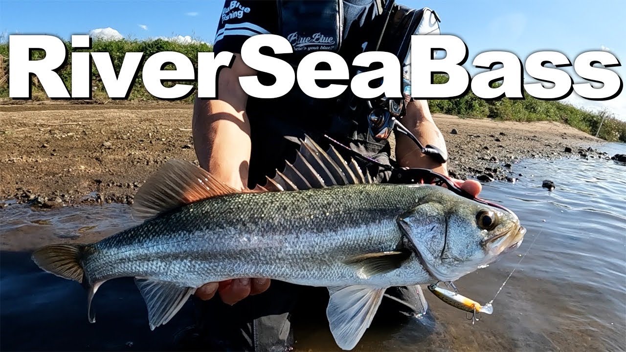 Sea Bass Fishing at the Upstream of the River - YouTube