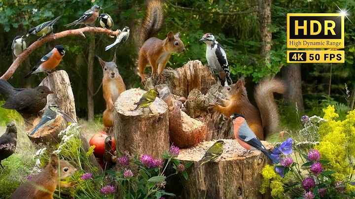 Forest Friends in Summer Serenity: 10 hours Cat & Dog TV with Chirps and Chatters (4K HDR)