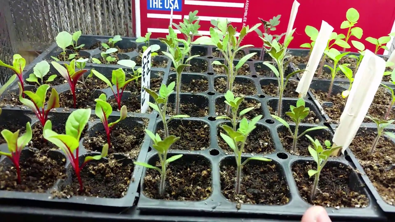 Update on Grow Station. Transplants & Germination. Organic Vegetable