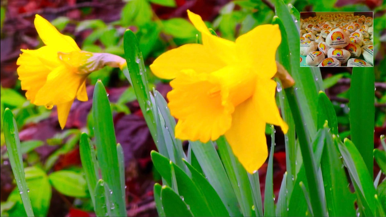 In Loving Memory of Cheryl | Look for Me in Rainbows Rev3