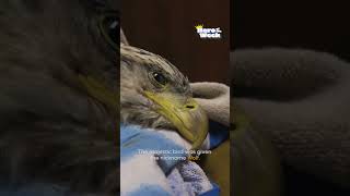 Veterinarian Performs Surgery On Injured Bald Eagle | Hero Of The Week