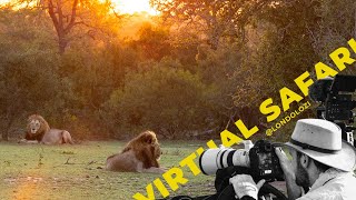 Following Lions Amidst Breathtaking Views! - Virtual Safari #194