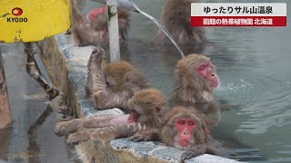 【速報】ゆったりサル山温泉 函館の熱帯植物園、北海道
