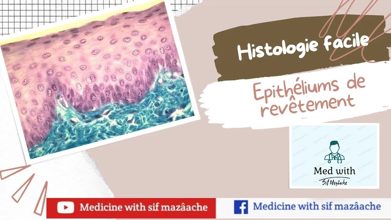 1/ Les Epithéliums de Revêtement | Histologie 1ère MED