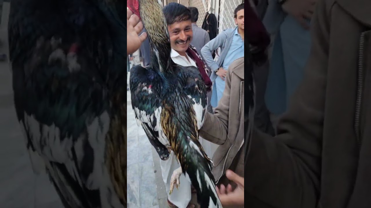 Dingi khui mandi 21/02/2026