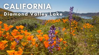 Amazing wildflowers (Super Bloom) at Diamond Valley Lake, CA  A Walking Tour