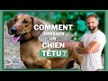 Comment dresser un chien ttu  le comportement de mon chien magace