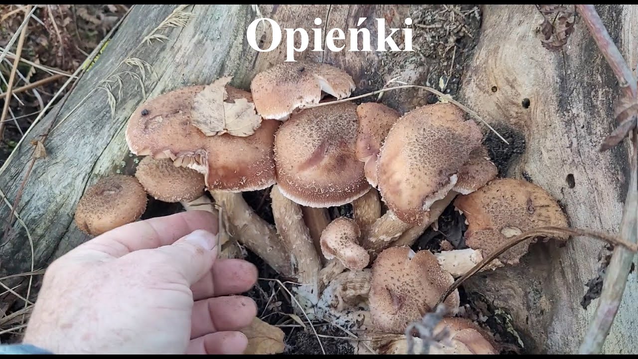 Opieńka ciemna - odnaleziona, przeniosła się 100 m dalej, kolonia jest ogromna i bardzo rozległa.