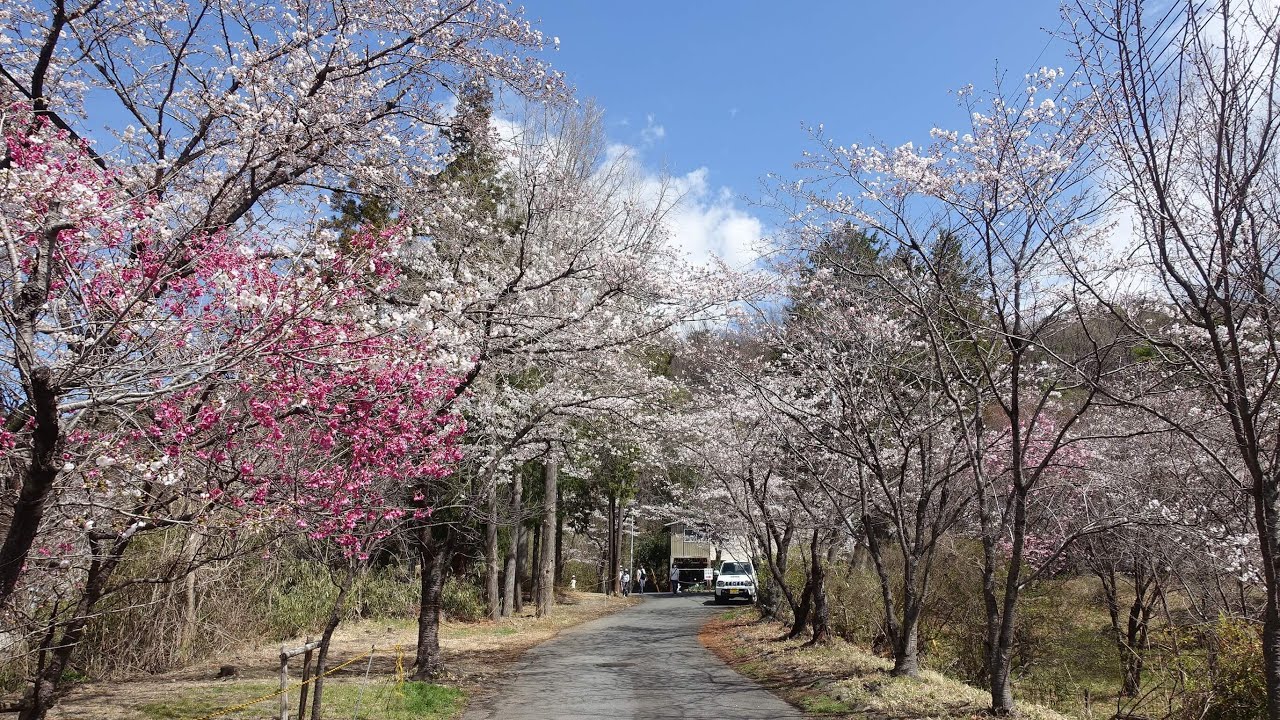 【Full HD】山梨縣護國神社の桜 YouTube