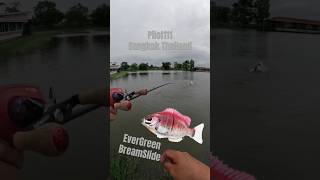 Skipping Hardbody Swimbait for Barramundi #shorts #swimbait #baitcaster