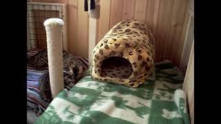 BENGAL KITTENS - Бенгальские котята из Санкт-Петербурга BENGAL KITTENS - Бенгальские котята из Санкт-Петербурга