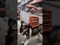 Dog, funny, unexpected, original, boo absurd video