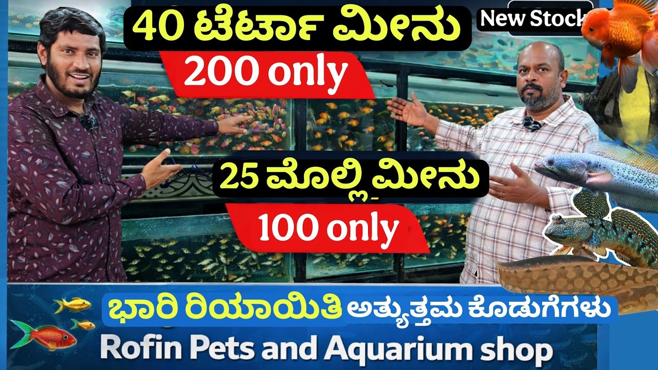 40 ಟೆಟ್ರಾ ಮೀನು ₹200 , 25 ಮೊಲ್ಲಿ ಮೀನು ಕೇವಲ ₹100 ,  ಮೀನು ಆಫರ್ 😱 | ಅಕ್ವೇರಿಯಂ ಪ್ರಿಯರು ನೋಡಲೇಬೇಕು🔥