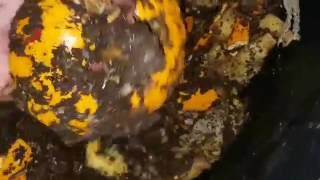 Response to Gilly - the Dalek Worm Bin