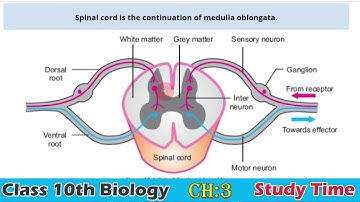 10th Class BIOLOGY, Chapter 12 (COORDINATION ): LECTURE 5: DIVISION OF NERVOUS SYSTEM (SPINAL CORD)