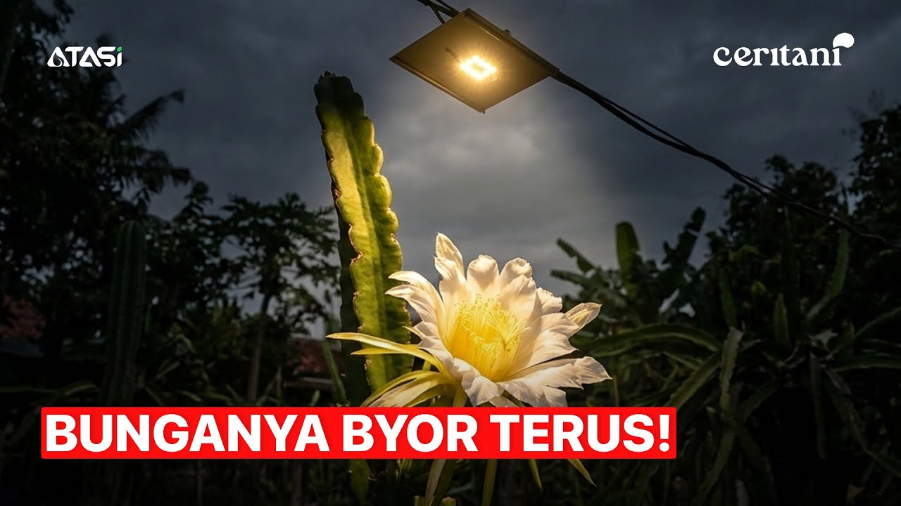 Ceritani | Lampu Ini Bikin Bunga Buah Naga Nggak Berhenti