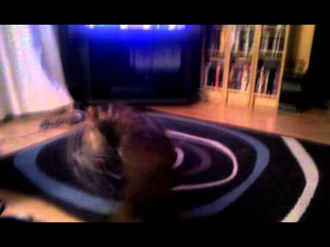 uava Melvin and Catface.