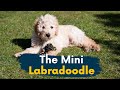 Mini Labradoodle: 11 Reasons This Dog Should Be Your Next Family Member!