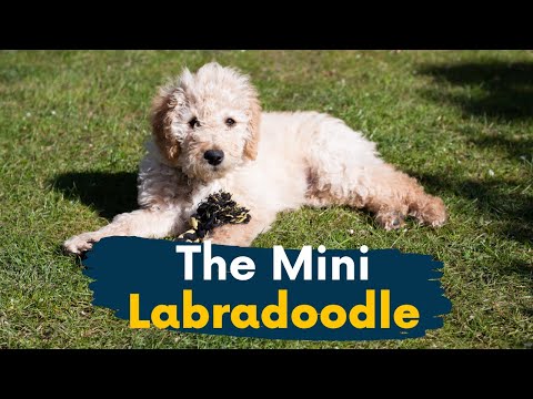 Vidéo: Toddler et son compagnon Labradoodle sont les meilleurs amis de Instagram