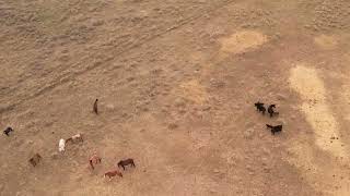 Sorting Cow Calf Pairs | Summer Pasture Turnout on a Montana Ranch