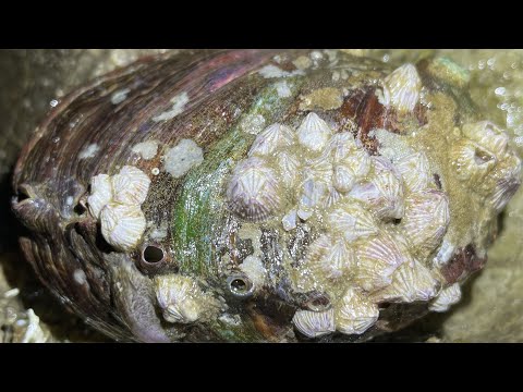 【English sub】A lot of cat&rsquo;s eye snails crawling on the beach